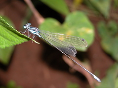 Caconeura ramburi