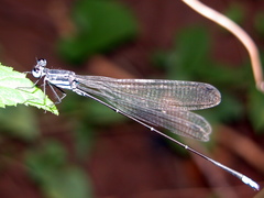 Caconeura ramburi