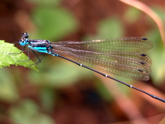 Caconeura ramburi