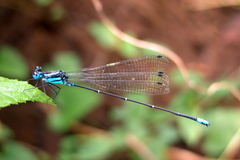 Caconeura ramburi