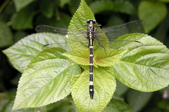 Merogomphus