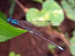 Caconeura ramburi