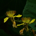 Erinocarpus nimmonii - Photo (c) Dinesh Valke, osa oikeuksista pidätetään (CC BY-SA)
