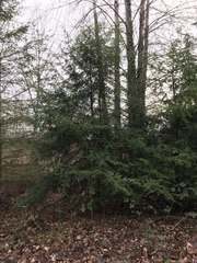 Tsuga heterophylla