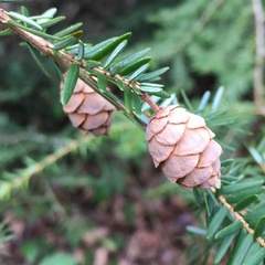 Tsuga heterophylla
