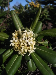 Pittosporum