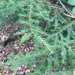 Tsuga heterophylla