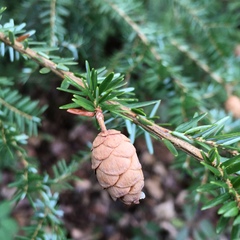 Tsuga heterophylla