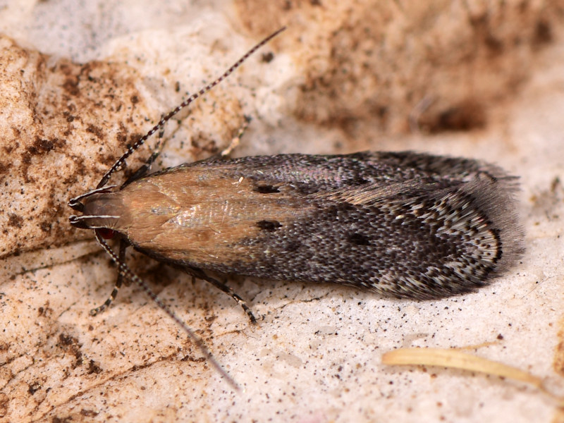 Stomopteryx