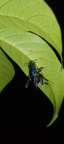 Euglossa rufipes