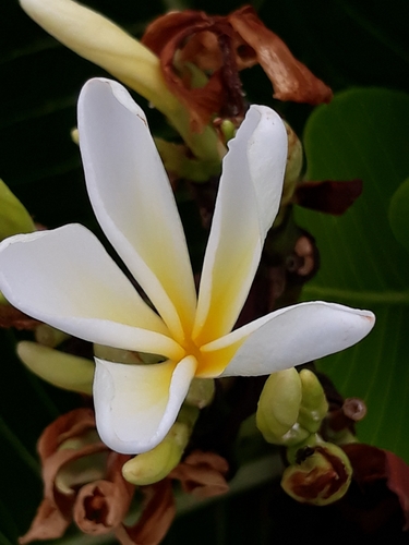 Himatanthus