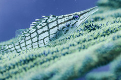 Oxycirrhites typus