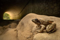 Italian Stream Frog photo 2