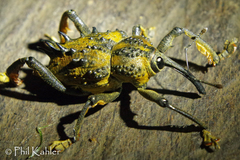 Ozopherus muricatus