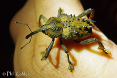 Ozopherus muricatus