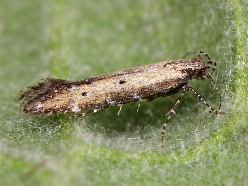 Aristotelia brizella