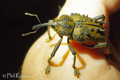 Ozopherus muricatus