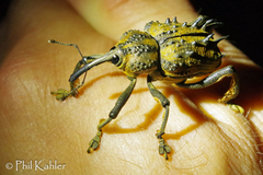 Ozopherus muricatus