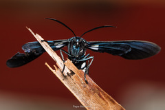 Macrocneme chrysitis