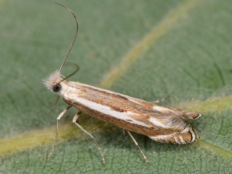 Isophrictis lineatellus