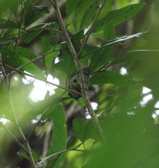 Picumnus innominatus