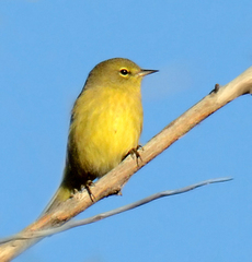 Leiothlypis celata lutescens