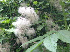 Clematis
