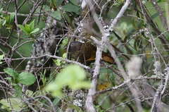 Trochalopteron subunicolor