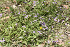 Scaevola aemula