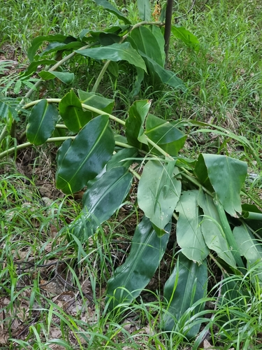 Hedychium image