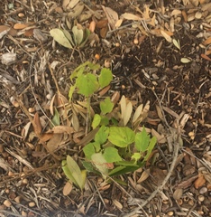 Malvaviscus arboreus drummondii