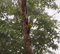 Chrysophlegma flavinucha