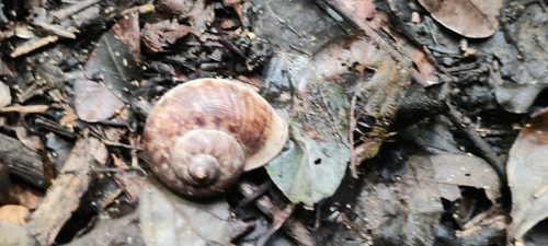 Cyclophorus polynema observed 2023-07-24