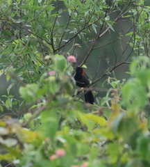 Pterorhinus ruficollis