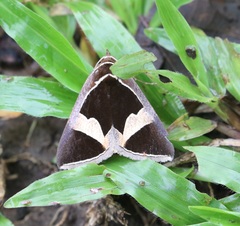 Fodina stola