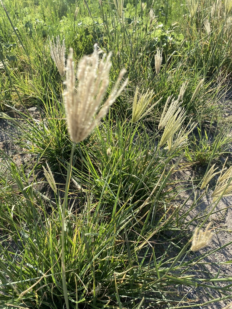 feather finger grass from Lakeview Dr, Benbrook, TX, US on July 23