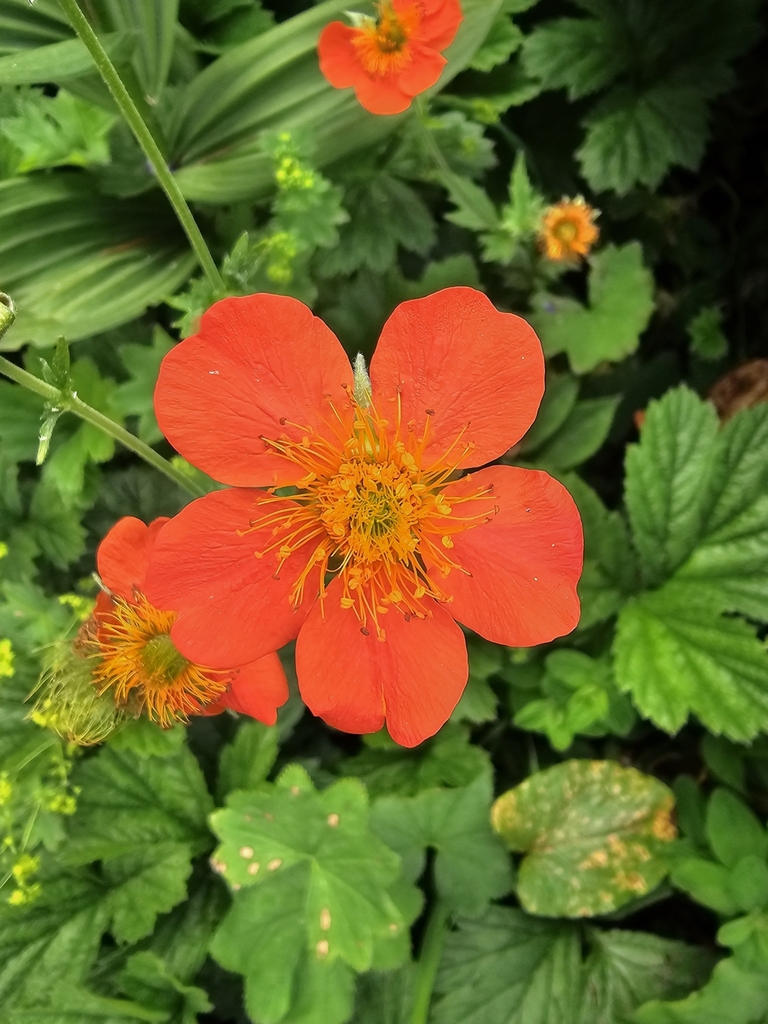 Scarlet Avens