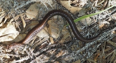 Batrachoseps gavilanensis