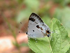 Hypolycaena othona