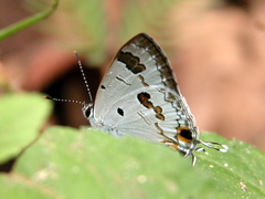 Hypolycaena othona