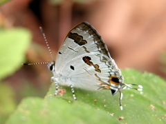 Hypolycaena othona