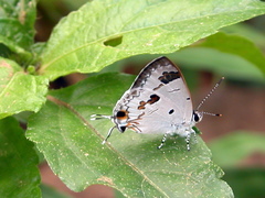 Hypolycaena othona