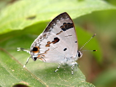 Hypolycaena othona