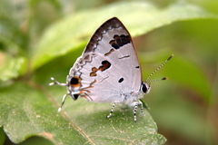 Hypolycaena othona