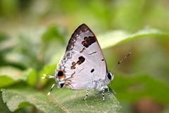 Hypolycaena othona