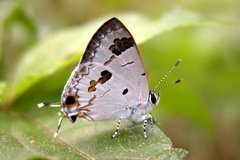 Hypolycaena othona