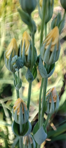 Blackstonia imperfoliata