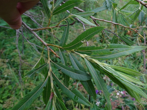 Salix × rubra, photograph 3