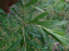 Salix × rubra, photograph Zeke Marshall, CC BY, iNaturalist via GBIF
