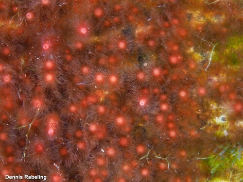 Galaxaura divaricata
